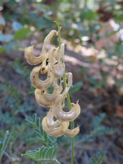 Astragalus curvicarpus