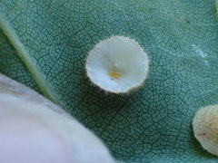 Parallelodiplosis galliperda