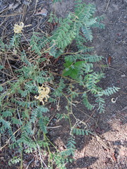 Astragalus curvicarpus