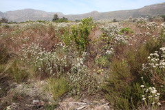 Metalasia pulchella