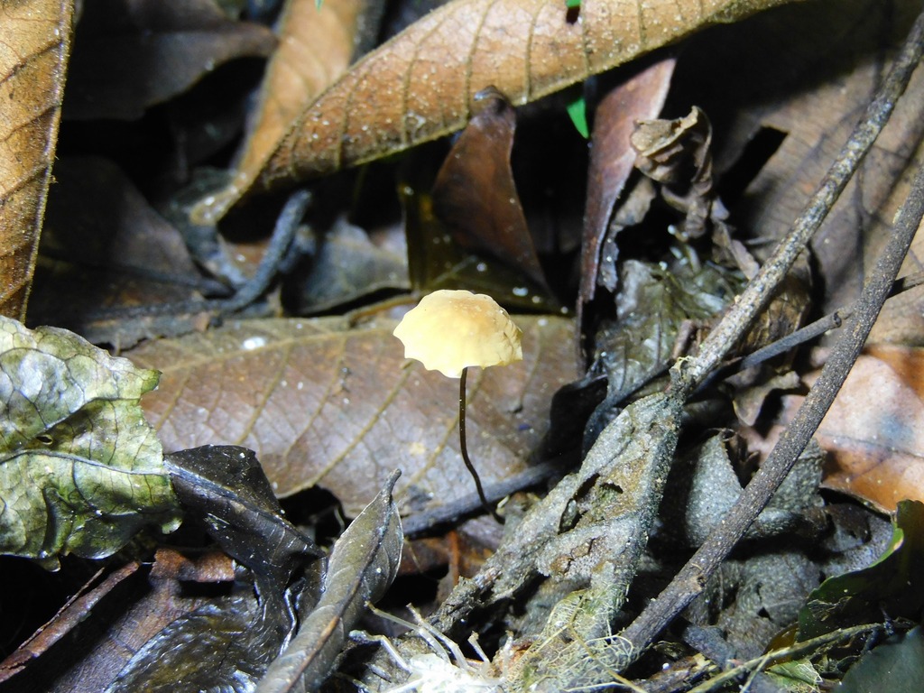 Marasmius siccus · April 2025 · photo: © ana_ads (iNaturalist, cc-by)