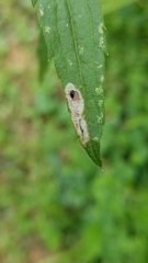 Calycomyza solidaginis