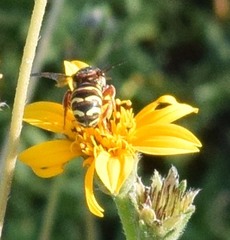 Dianthidium