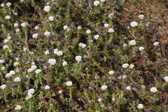 Metalasia pulchella