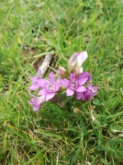Gentianella rhaetica