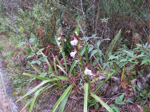 Image of Zygopetalum maculatum by (c) Victor Farjalla Pontes, some rights reserved (CC BY)