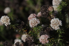 Metalasia pulchella