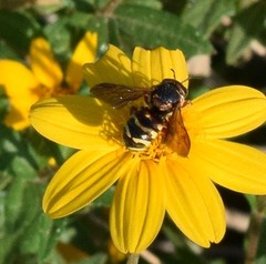 Dianthidium