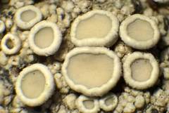 Lecanora pacifica