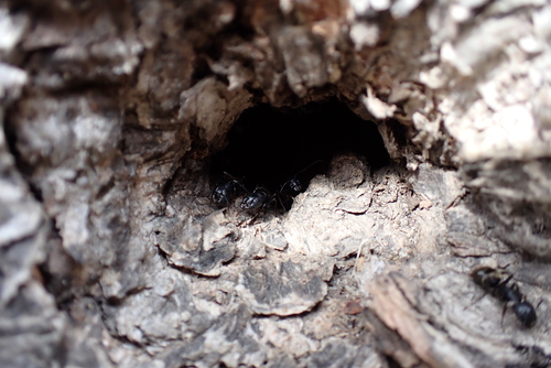 Eastern Black Carpenter Ant, Saint-Laurent, Montreal, QC, Canada, photo 8 of 10