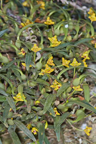 Maxillaria caespitifica · iNaturalist