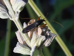 Cnemodus mavortius