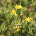 Osteospermum moniliferum moniliferum - Photo (c) Tony Rebelo, μερικά δικαιώματα διατηρούνται (CC BY-SA)