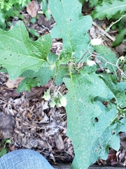 Solanum carolinense