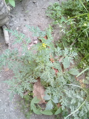 Descurainia virletii