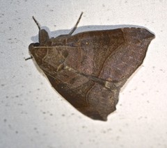 Bastilla hamatilis