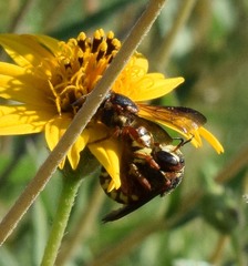 Dianthidium