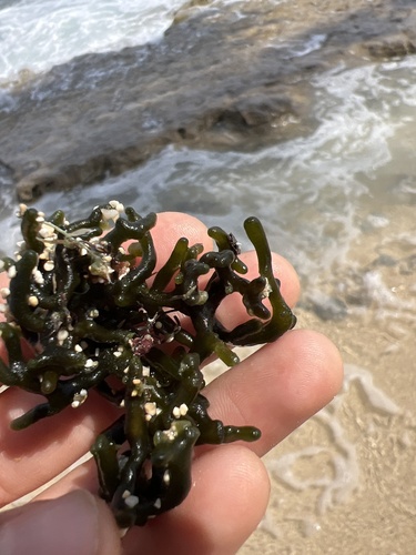 Codium edule observed 2025-04-25