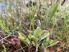 Parnassia glauca