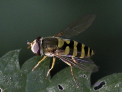 Syrphus vitripennis