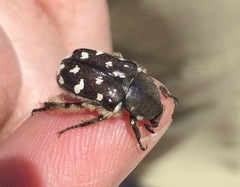 Heterocnemis graeca