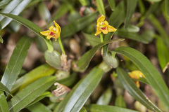 Maxillaria caespitifica