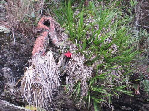Scarlet Cattleya (Cattleya coccinea)