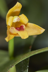 Maxillaria caespitifica