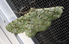 Aeolochroma viridicata