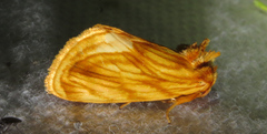 Cirrhophanus triangulifer