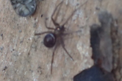 Steatoda