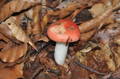 Russula aquosa