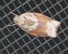 Euchaetis crypsichroa