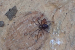 Steatoda