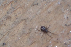 Steatoda