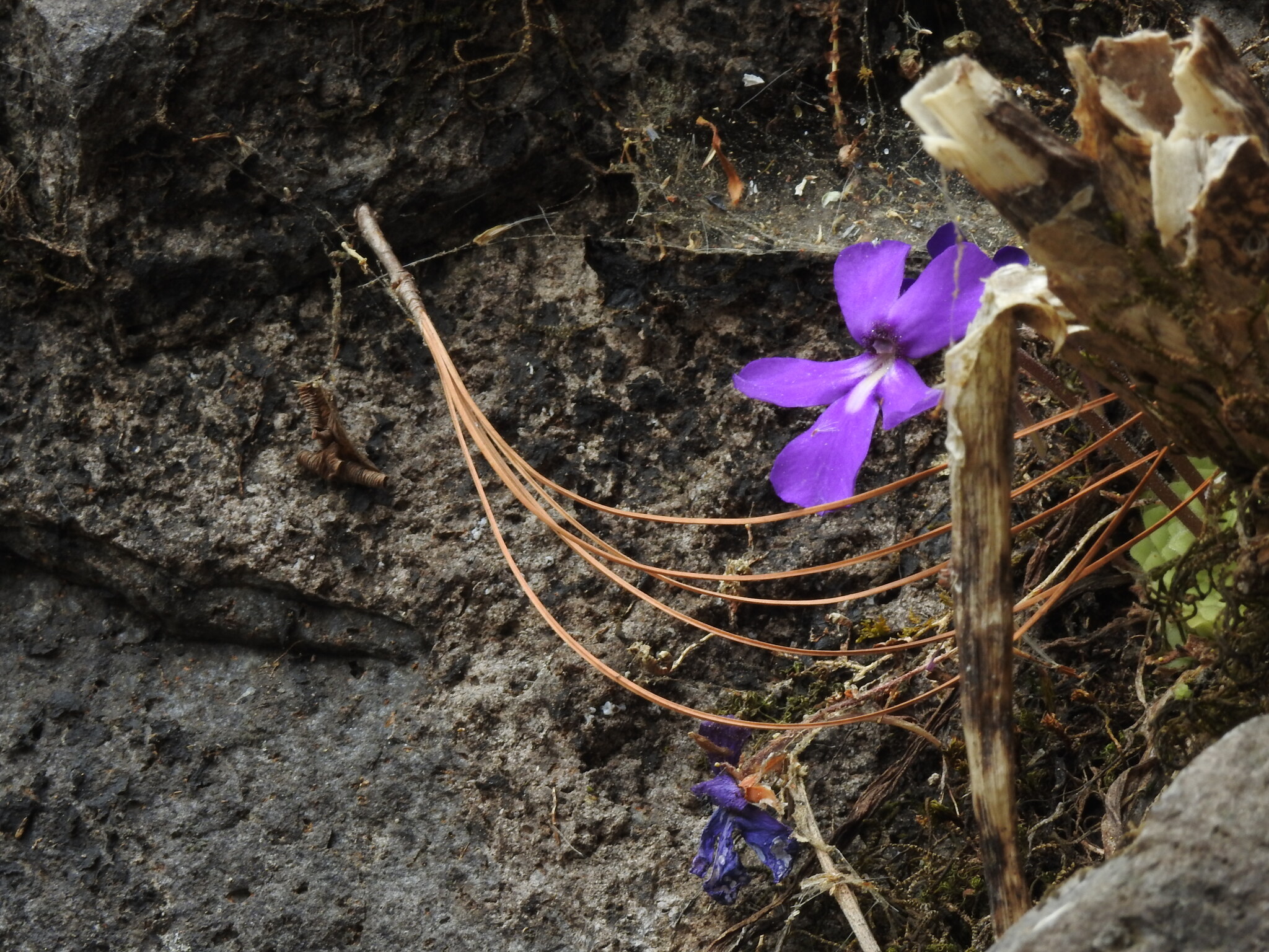 Pinguicula tlahuica López-Pérez & Zamudio