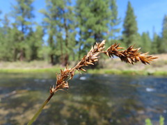 Carex cusickii