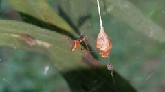 Neospintharus trigonum