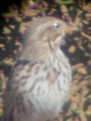 Passerculus sandwichensis rostratus