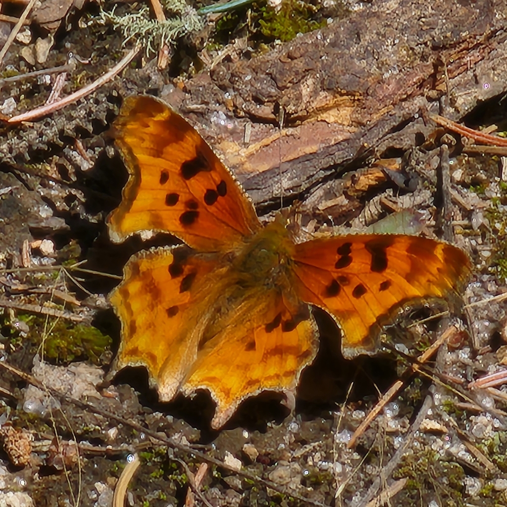 Satyr Comma