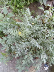 Descurainia virletii