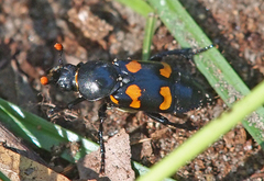 Nicrophorus carolina