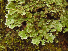 Physconia leucoleiptes