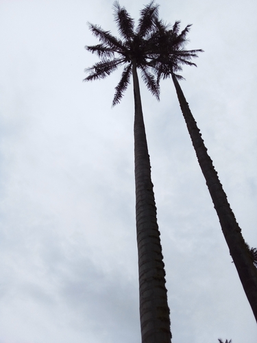 Image of Ceroxylon quindiuense by (c) EstebanMH, some rights reserved (CC BY)