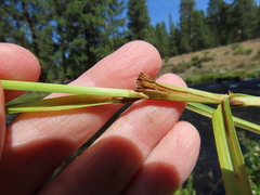 Carex cusickii