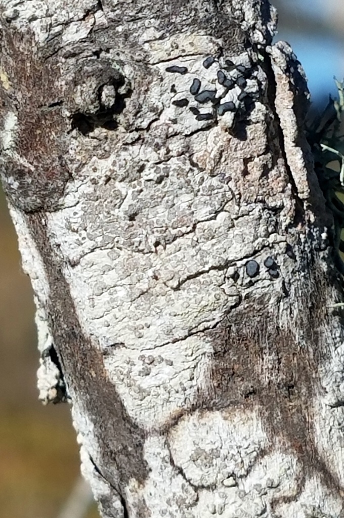 Schizopelte crustosa