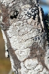 Schizopelte crustosa