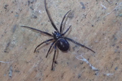Steatoda