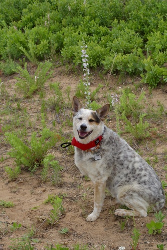 Image of Penstemon buckleyi by (c) Michelle W. （鍾偉瑋）, some rights reserved (CC BY)