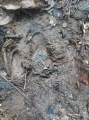 Tapirus terrestris